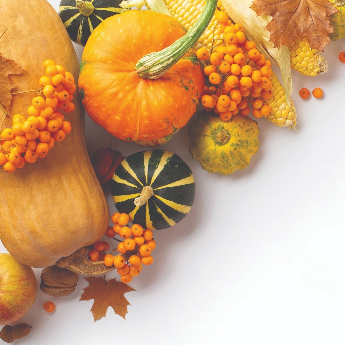 An autumn harvest arrangement of pumpkins, butternut squash, corn cobs, orange berries and a maple leaf on a white background.
